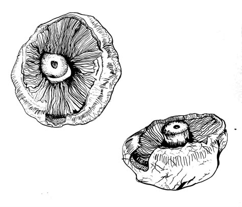 Mushroom Biro Drawing, Fruit Texture Drawing, Mushroom Dotwork, Mushroom Texture Drawing, Natural Forms Drawings, Mushroom Pen Drawing, Line Drawing Mushroom, Mushroom Line Drawing, Nature Line Drawing