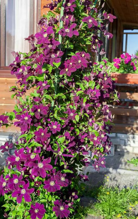 7 Clematis Varieties That Bloom All Summer (Plus Blooming Tips) - Garden Lovers Club Clematis Rose Combination, Illinois Garden, Lavender Clematis, Maine Flowers, Sweet Summer Love Clematis, Clematis Care, Clematis Varieties, Clematis Trellis, Clematis Multi Blue