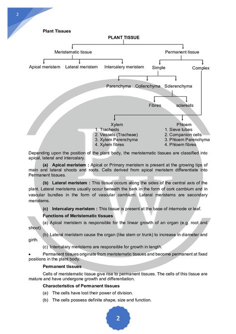 Class 9 Notes Biology, Tissue Chapter Notes Class 9, Class 9 Science Notes Biology Tissue, Class 9 Science Notes Aesthetic, Class 9 Science Notes Biology, Tissues Notes, Notes Of Biology, Class 9 Science Notes, Class 9 Notes