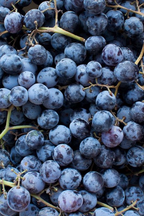 blueberries Grape Syrup, Alkaline Foods Chart, Concord Grapes, Homemade Jelly, Purple Fruit, Blue Room, Eat Fruit, The Breakfast Club, Foodie Recipes