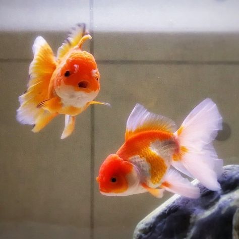 Goldfish Aesthetic, Pet Goldfish, Pretty Fish, Orange Aesthetic, Pet Hacks, Animal Figures, Koi Fish, Sea Animals, Goldfish