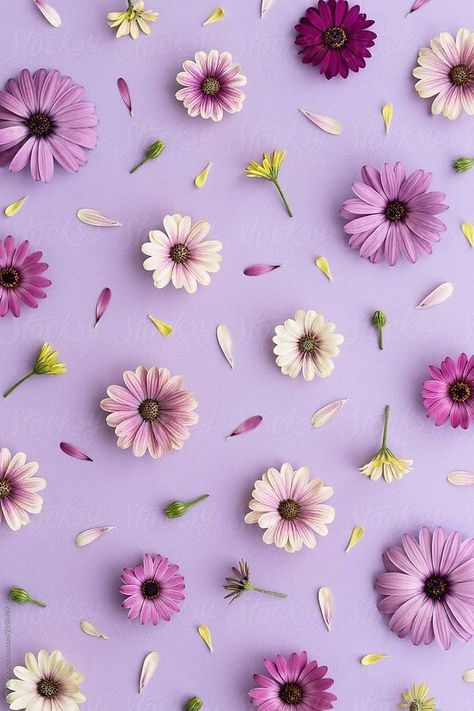 Purple Flower Background, Background Purple, Background Flower, Wallpaper Floral, Floral Wallpaper Phone, Flower Iphone Wallpaper, Flower Background, Purple Background, Wallpaper Phone