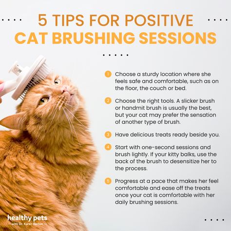 Cat Skincare, Cat Hygiene, Cats Grooming, Kitty Care, Cat Enrichment, Grooming Dogs, Cat Advice, Simple Family Meals, Cat Tips