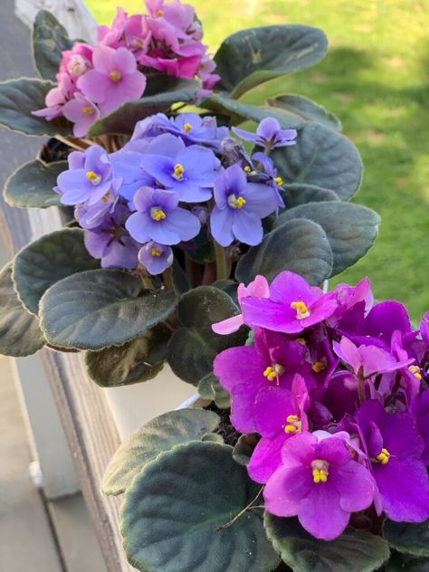 Violas Flowers, African Violet Tattoo, Indoor African Violets, Flower Studies, Plant Parenthood, Apple Plant, Types Of African Violets, African Violet Varieties, African Violet Flower