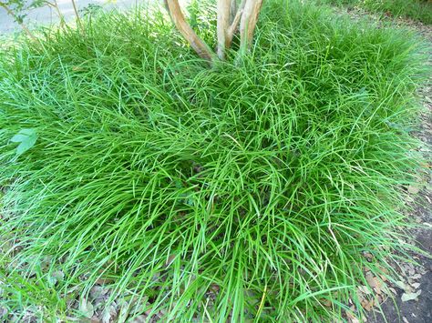 Liriope spicata, cultivated Big Blue Liriope Landscaping, Super Blue Liriope, Liriope Spicata, Variegated Lilyturf, Liriope Variegated, Silvery Sunproof Liriope, Backyard Shade, Planting Design, Backyard Plants