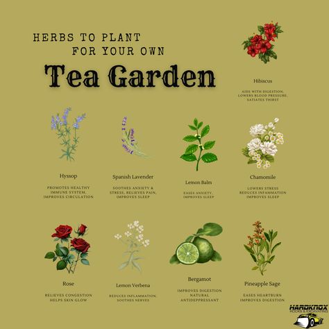 Tea Plants Garden, Plants For Tea Garden, Lemon Balm Garden, Herb Tea Garden, Growing Tea Plants At Home, Indoor Tea Garden, Herb Garden Aesthetic, Tea Garden Plants, Tea Garden Design