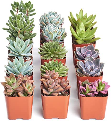 Shop Succulents | Assorted Collection of Live Succulent Plants, Hand Selected Variety Pack of Mini Succulents | Collection of 15 #afflink Planting Succulents Indoors, Live House Plants, Live Indoor Plants, Succulent Collection, Succulents Indoor, Mini Succulents, House Plants Decor, Drought Tolerant Plants, Cactus Y Suculentas