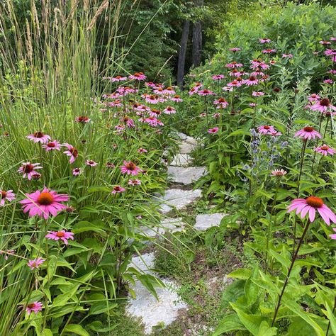 Small Backyard Native Garden, Northeast Native Garden, Maine Native Plants, Wilding Garden, Flower Aesthetic White, In Ground Stock Tank Pool, White Flower Aesthetic, White Flowers Aesthetic, Wildlife Garden Ideas