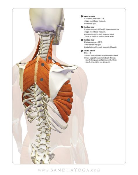 Serratus Anterior, Light Cardio, Exercise Regularly, Cardio Exercises, Cardio Exercise, Yoga Anatomy, Muscle Anatomy, Human Anatomy And Physiology, Body Anatomy