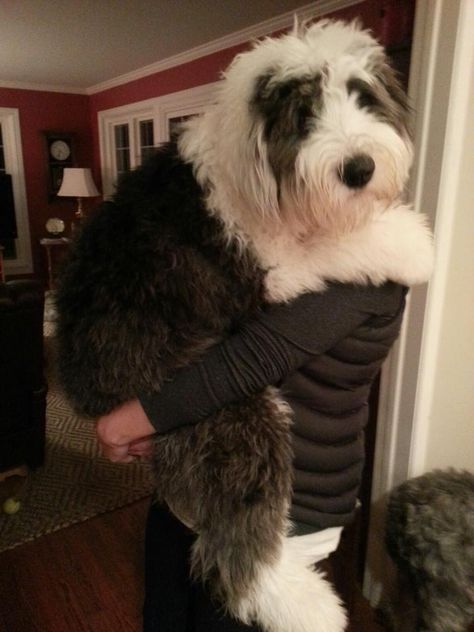 Sheep Dog Aesthetic, Sheepadoodle Puppy, English Shepherd, Sheep Dogs, Sheep Dog, Bearded Collie, Dog Lady, English Sheepdog, Old English Sheepdog