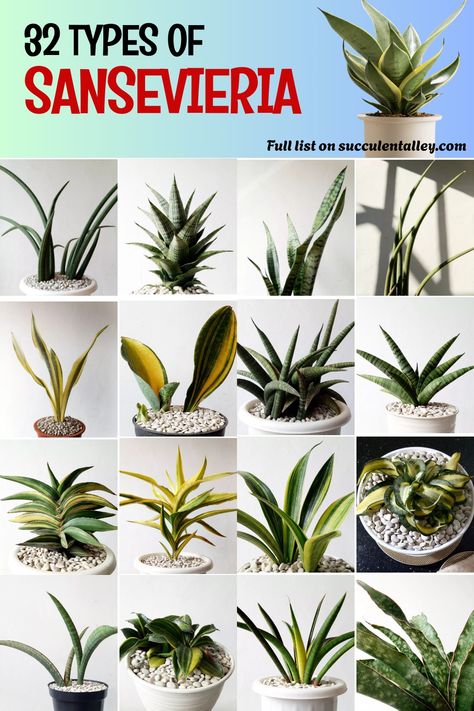 32 different types of Sansevieria plants with a variety of leaf shapes and colors, arranged in a grid. Sansevieria Plant Types, Types Of Snake Plants, Snake Plant Propagation, Snake Plant Varieties, Plant Types, Snake Plant Care, Types Of Snake, Sansevieria Plant, Plant Varieties