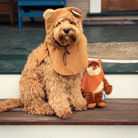 May the fourth be with you! 🐶💫  Dog ewok costume Wookie Costume, Ewok Dog Costume, Ewok Costume, Costume Crochet, May The Fourth Be With You, May The Fourth, Dog Costume, Fall Crafts, Yorkie