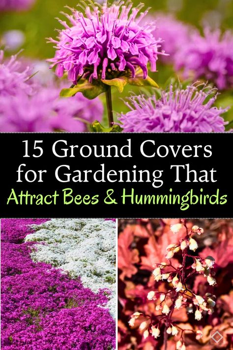 Looking for the best ground covers to enhance your gardening? These 15 bee-friendly plants are perfect for creating a pollinator-friendly environment. Not only do they attract bees and hummingbirds, but they also provide lush coverage to help prevent weeds and improve soil health. Ideal for filling in garden gaps or adding a splash of color, these ground covers are essential for any garden. Save this pin for later and discover more ways to make your garden pollinator-friendly! Bee Garden Design, Texas Pollinator Garden, Michigan Pollinator Garden, How To Attract Pollinators To Your Garden, Cottage Pollinator Garden, Bee Friendly Plants, Lawn Alternatives, Thriving Garden, Attracting Bees