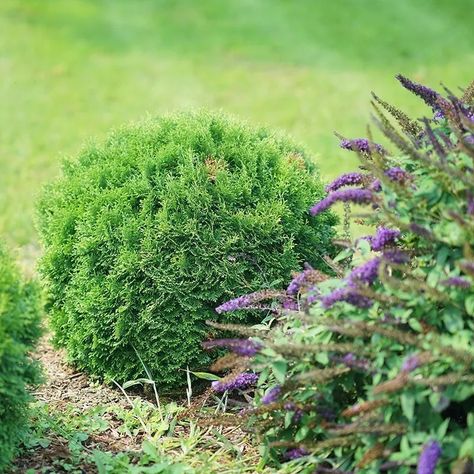 Tator Tot Arborvitae, Tater Tot Arborvitae In Landscape, Tater Tot Arborvitae, Arborvitae Landscaping, Globe Arborvitae, Thuja Plicata, Victoria Wood, Tator Tots, Garden Border