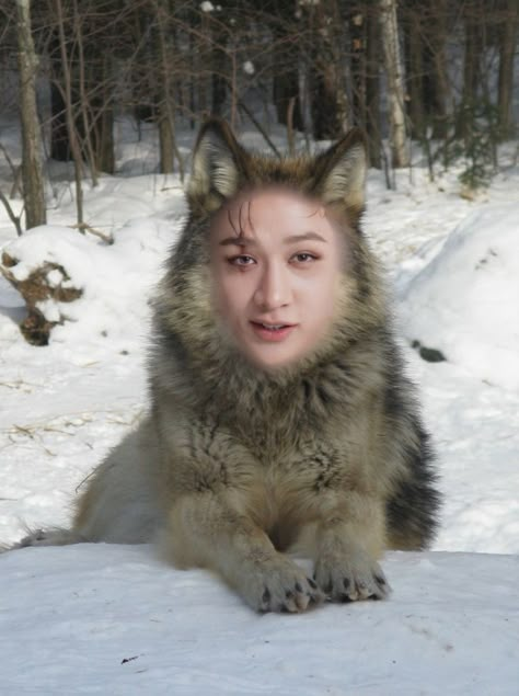 BANGCHAN AWOOO Wolf Meme, Funny Skz, Wolf Chan, Skz Meme, Alpha Wolf, Stray Kids Memes, Chris Chan, Skz Memes, Christopher Bang