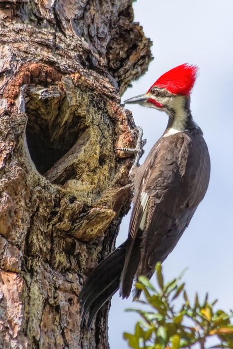 Pileated Woodpecker | Audubon Guide to North American Birds  5/1/20 In backyard Pilated Woodpecker, Ivory Billed Woodpecker, Woodpecker Art, Rotten Wood, Birds For Kids, North American Birds, Pileated Woodpecker, Tree Swallow, Black Swans