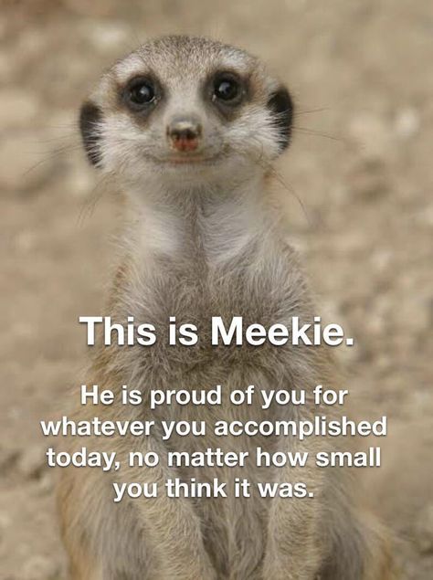 Meekie is proud of you! Optimist Quotes, Motivational Memes, Im Proud Of You, Clever Quotes, I Feel Good, Animal Quotes, Funny Animal Pictures, Proud Of You, You Funny