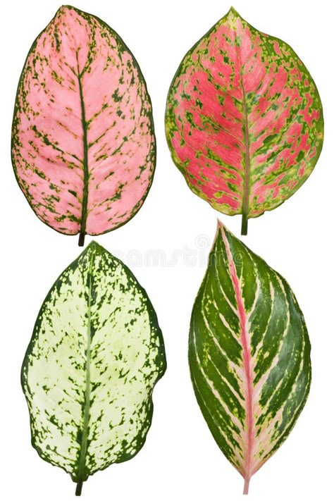 Aglaonema leaf. Variegated aglaonema leaf isolated on white background , #ad, #Variegated, #leaf, #Aglaonema, #aglaonema, #background #ad Paper Plants, Watercolor Plants, Leaf Drawing, Miniature Plants, Plant Drawing, Arte Inspo, Watercolor Leaves, Botanical Drawings, Plant Illustration