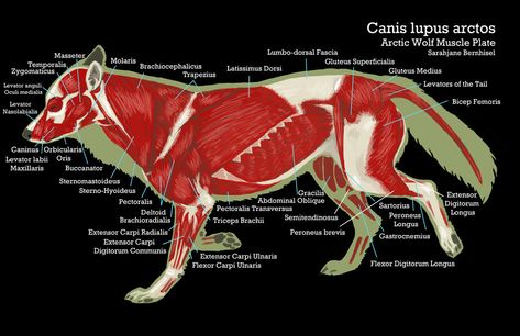 the long and the short of it | Great Dane Gnosis Wolf Anatomy, Fox Anatomy, Skeletal And Muscular System, Skeleton Muscles, Creature Creation, Male Figure Drawing, Dog Anatomy, Animal Ideas, Wolf Face