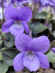 Sweet Violets Flower, Violet Flower Photography, Violets Flower, Violet Plants, Pictures Of Violets, Violet Photography, Violets Flowers, Fingerprint Tattoos, Botanical Tattoos