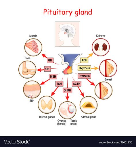 Pituitary Gland Disorders, Pituitary Gland Tumor, Anatomy Education, Anterior Pituitary, Nursing School Motivation, Pituitary Gland, Human Body Parts, Medical School Studying, Nursing School Notes