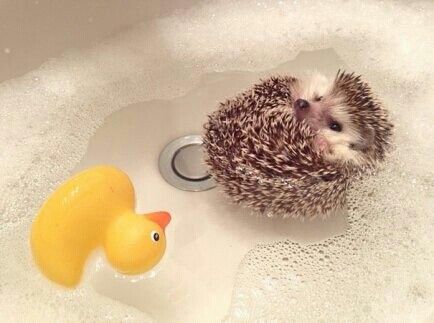 Baby hedgehog floating in a bath Baby Hedgehogs, Pet Hedgehog, Hedgehog Pet, Baby Hedgehog, A Hedgehog, Cute Hedgehog, Little Critter, Cute Critters, Cutest Thing Ever