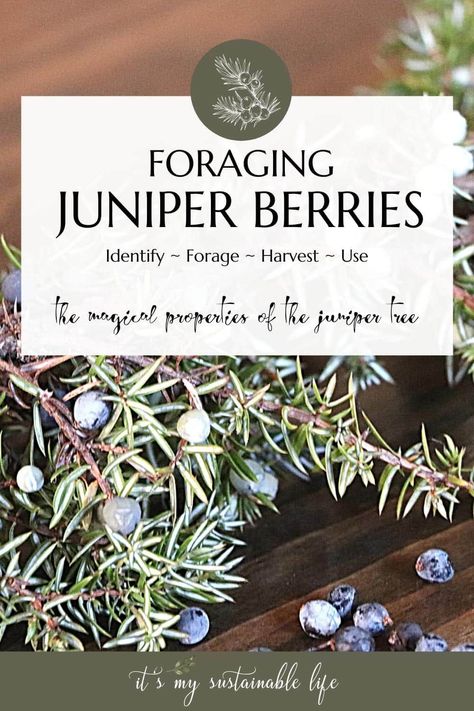 Foraging juniper berries anytime of the year make for a wonderful addition to both culinary and healing cupboards alike. Read on to learn how to forage juniper berries, and juniper tree's benefits and uses. | It's My Sustainable Life @itsmysustainablelife #foraging #herbalapothecary #herbalmedicine #juniper #juniperberries #foragingjuniperberries #juniperberrybenefits #juniperberryuses #howtousejuniperberries #homeapothecary #itsmysustainablelife Berries Benefits, Homesteading Inspiration, Benefits Of Berries, Homestead Blog, Juniper Tree, Juniper Berries, Homesteading Skills, Homemade Lotion, Herbal Apothecary