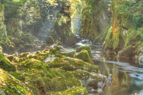 숲 사진, Fairy Glen, Matka Natura, Seni Vintage, Fairycore Aesthetic, Ethereal Aesthetic, Fairy Aesthetic, Cottage Core Aesthetic, Green Forest