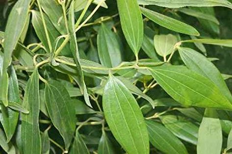 India Bay Leaf ‘Tejpatta’ Bay Leaf Tree, Useful Plants, Tulsi Plant, Dried Bay Leaves, Mint Plants, Culinary Herbs, Laurel Leaves, Bay Leaf, Bay Leaves