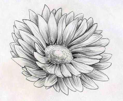 Flower Drawings on Pinterest | Drawings, How To Draw Flowers and ... Pencil Drawing Images Flowers, Drawing Daisy, Flower Drawing Tumblr, Daisy Flower Drawing, Flower Sketch Pencil, Daisy Drawing, Nature Drawings, Hipster Drawings, Pencil Drawings Of Flowers