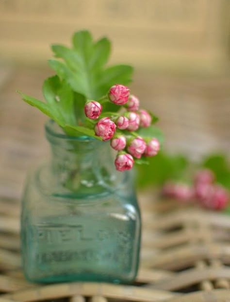 🎀 Vintage Ink Bottle, Flower In A Bottle, Hawthorn Blossom, School Field, Country Bumpkin, Flowers In Vases, Ink Bottle, Table Decorating, Nothing But Flowers