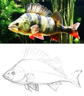 How to draw a Perch tutorial Pictures Of Fish To Draw, Realistic Fish Drawing, Fish Sketch Drawing, Side Face Sketch, Sketch Fish, How To Draw Fish, Fish Collage, Fish Sketch, Perch Fishing