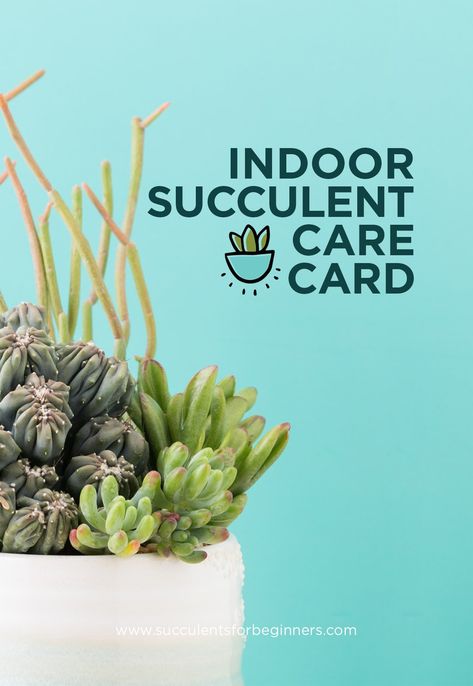 Indoor Succulent Care Card Propagate Succulents From Leaves, Succulent Printable, Different Types Of Succulents, Propagating Succulents, Types Of Succulents, Scout Ideas, Growing Succulents, Succulent Gifts, Mini Farm