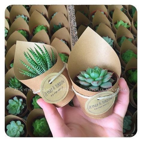 Succulent Party, Plant Wedding Favors, Kaktus Dan Sukulen, Succulent Wedding Favors, Succulent Favors, Wedding Favors And Gifts, Gift Favors, نباتات منزلية, Wedding Giveaways