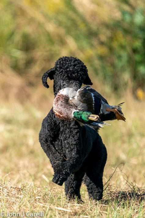 Poodle Hunting, Hunting Poodle, Dog Pond, Dog Poodle, Dog Sports, Toy Dogs, Standard Poodles, Water Dog, Sporting Dogs