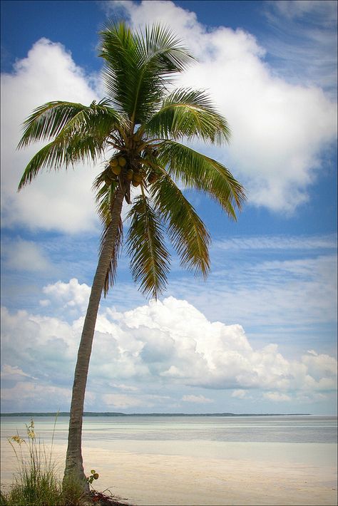 Coco Cay Bahamas, Tree Wallpaper Iphone, Palm Tree Photography, Palm Tree Pictures, Florida Images, Coco Beach, California Palm Trees, Honeymoon Cruise, Tropical Painting