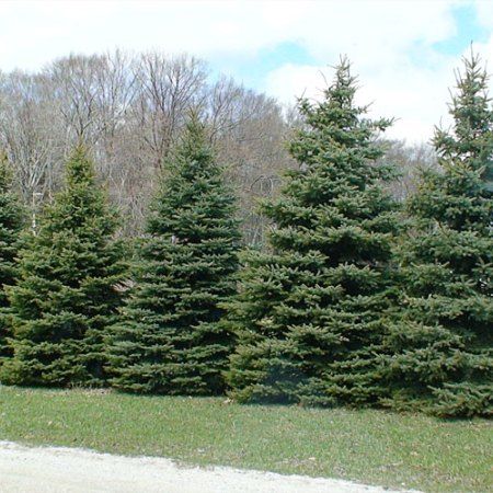 Evergreen Windbreaks And Privacy Screens - Evergreen Trees For Sale Shrub Trees, Shrub Landscaping, Shrubs Landscaping, Flower Shrubs, Windbreak Trees, Shrub Garden, Blue Spruce Tree, Landscaping Shrubs, Evergreen Landscape