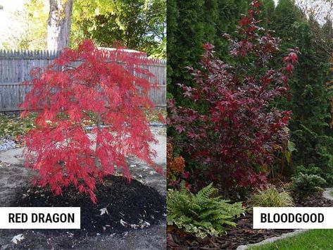 Red Dragon vs Bloodgood Japanese Maple – World of Garden Plants Japenese Maple, Red Dragon Japanese Maple, Bloodgood Japanese Maple, Dragon Japanese, Weeping Trees, Garden Japanese, Japanese Maples, Organic Mulch, Acer Palmatum