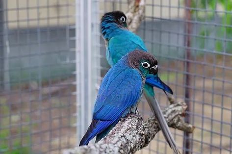 Violet Turquoise - Maranatha Aviaries Turquoise Conure, Conure Parrots, Parakeets, Baby Bird, Bird Feathers, Beautiful Birds, Parrot, House Ideas, Violet