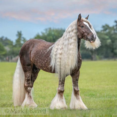 Galineers Cob Horse, Galineers Cob, Horses Aesthetic, Horse Reference, Horse Pics, American Paint, Baldurs Gate, Dream Horse, Horse Aesthetic