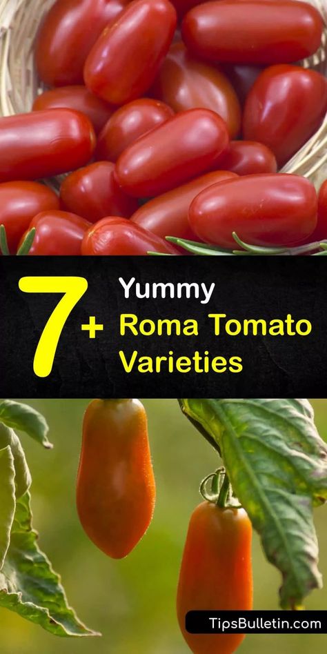 Learn the differences between Italian Roma or plum tomatoes, such as the Martino and San Marzano, and how to grow them in your garden. Roma tomatoes are meatier and larger than the cherry tomato and produce high yields at the end of the growing season. #types #roma #tomatoes #varieties Growing Roma Tomatoes, Beautiful Gardens Landscape, Covered Backyard, Vegetable Benefits, Determinate Tomatoes, San Marzano Tomatoes, Beefsteak Tomato, Tomato Cages, Bountiful Harvest