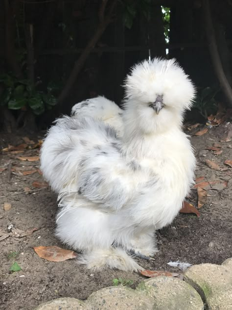 Silkie Chickens Coop, Fluffy Chickens, Fluffy Chicken, Bantam Chickens, Fancy Chickens, Silkie Chickens, Beautiful Chickens, Chicken Painting, Crazy Chicken