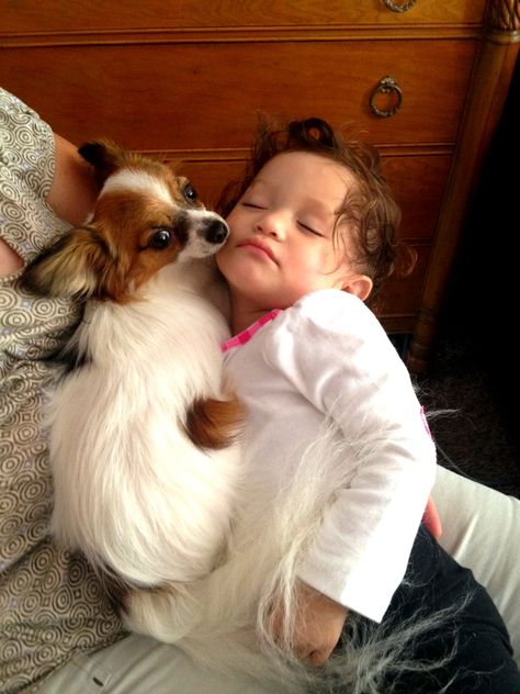 Sleeping baby and papillon Papillion Puppies, Papillon Puppy, Papillon Dog, Dog Facts, Lap Dogs, Dog Agility, Tiny Dogs, Happy Animals, Dog Friends