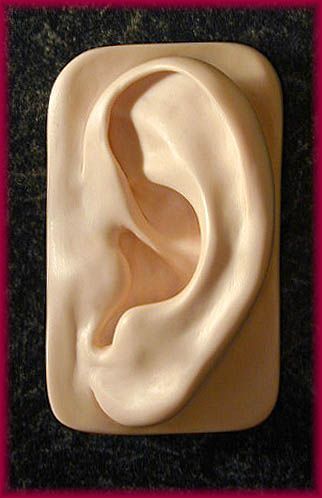 A Blast from the Past...Richard's ear Studies that we sold..OK, who has a pair? raise your hand...lol Anatomy Studies, Sculpting Tutorials, Anatomy Sculpture, Ear Art, Sculpture Techniques, Anatomy For Artists, Anatomy Drawing, Wood Carving Art, Portrait Sculpture