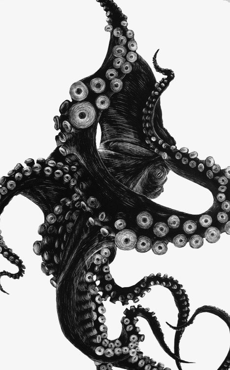 Regnul Animal, Motif Art Deco, Creation Art, Octopus Tattoo, Octopus Art, Arte Sketchbook, India Ink, Art And Illustration, Cthulhu