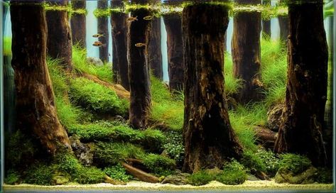 Forest Aquascape, Jungle Style, Fish Tank Terrarium, Aquascape Design, Aquatic Garden, Fresh Water Fish Tank, Nano Aquarium, Aquarium Landscape, Shrimp Tank