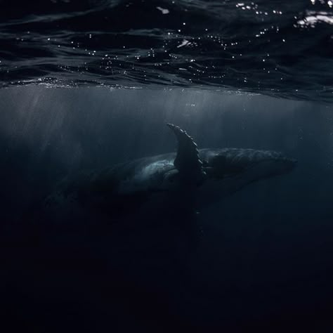 Scary Ocean Aesthetic, Whales Aesthetic, Deep Ocean Aesthetic, Dark Ocean Aesthetic, Whale Aesthetic, Dark Nautical Aesthetic, Dark Nautical, Scary Ocean, Dark Beach