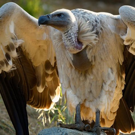 The Daily James on Instagram: “I cannot explain the profound lightning bolt of joy when Ida, the global national treasure of running, and endangered Cape Vulture, decides…” Cape Vulture, National Treasure, Lightning Bolt, Eagles, Cape, Birds, Running, Animals, On Instagram