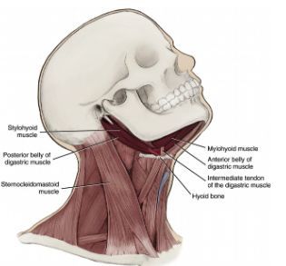 The mylohyoid muscle is an anterior suprahyoid muscle deep to the digastric muscle with fibers running transversely between the two mandibular rami. Medial Pterygoid Muscle, Semitendinosus Muscle, Soleus Muscle Anatomy, Mylohyoid Muscle, Humerus Muscle Attachment, Lattisimus Dorsi Muscle Anatomy, The Two, Anatomy, Two By Two