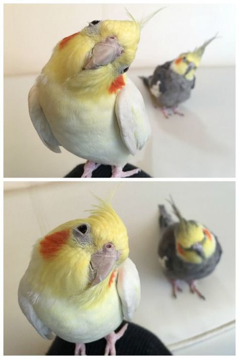 Curious Cockatiels... ❤️ #cockatiels #parrots Best Pet Birds, Pet Bird Cage, Korat, Funny Parrots, Parakeets, Funny Birds, Pet Bird, Cute Animal Photos, Pretty Birds